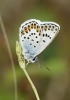 Plebejus argus