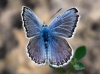 Plebejus argus