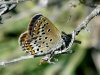 Plebejus argus