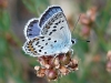 Plebejus argus