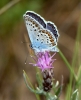 Plebejus argus