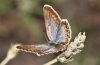 Plebejus argus