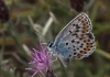 Plebejus argus