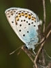 Plebejus argus