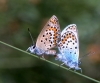 Plebejus argus