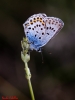 Plebejus argus