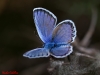 Plebejus argus