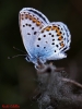 Plebejus argus