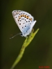 Plebejus argus