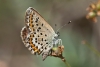 Plebejus argus