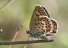 Plebejus argus