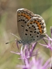 Plebejus argus