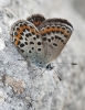 Plebejus argus