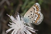 Plebejus argus
