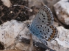 Plebejus argus