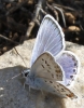 Plebejus argus