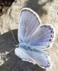 Plebejus argus
