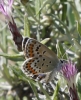 Plebejus argus
