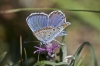 Plebejus argus