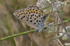 Plebejus argus