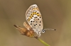 Plebejus argus