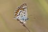 Plebejus argus
