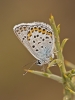 Plebejus argus