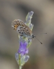 Plebejus argus