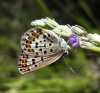 Plebejus argus