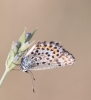 Plebejus argus