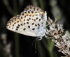 Plebejus argus