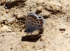Plebejus argus