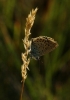 Plebejus argus