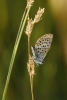 Plebejus argus