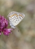 Plebejus idas