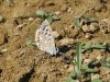 Polyommatus albicans