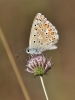 Polyommatus albicans