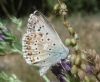 Polyommatus albicans