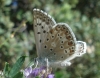Polyommatus albicans