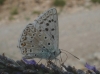 Polyommatus albicans