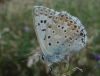 Polyommatus albicans
