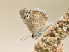 Polyommatus albicans
