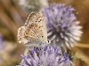 Polyommatus albicans