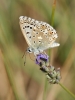 Polyommatus albicans