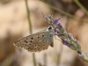 Polyommatus albicans
