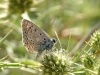 Polyommatus albicans