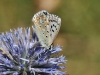 Polyommatus albicans