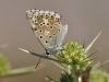 Polyommatus albicans
