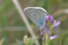 Polyommatus amanda