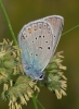 Polyommatus amanda